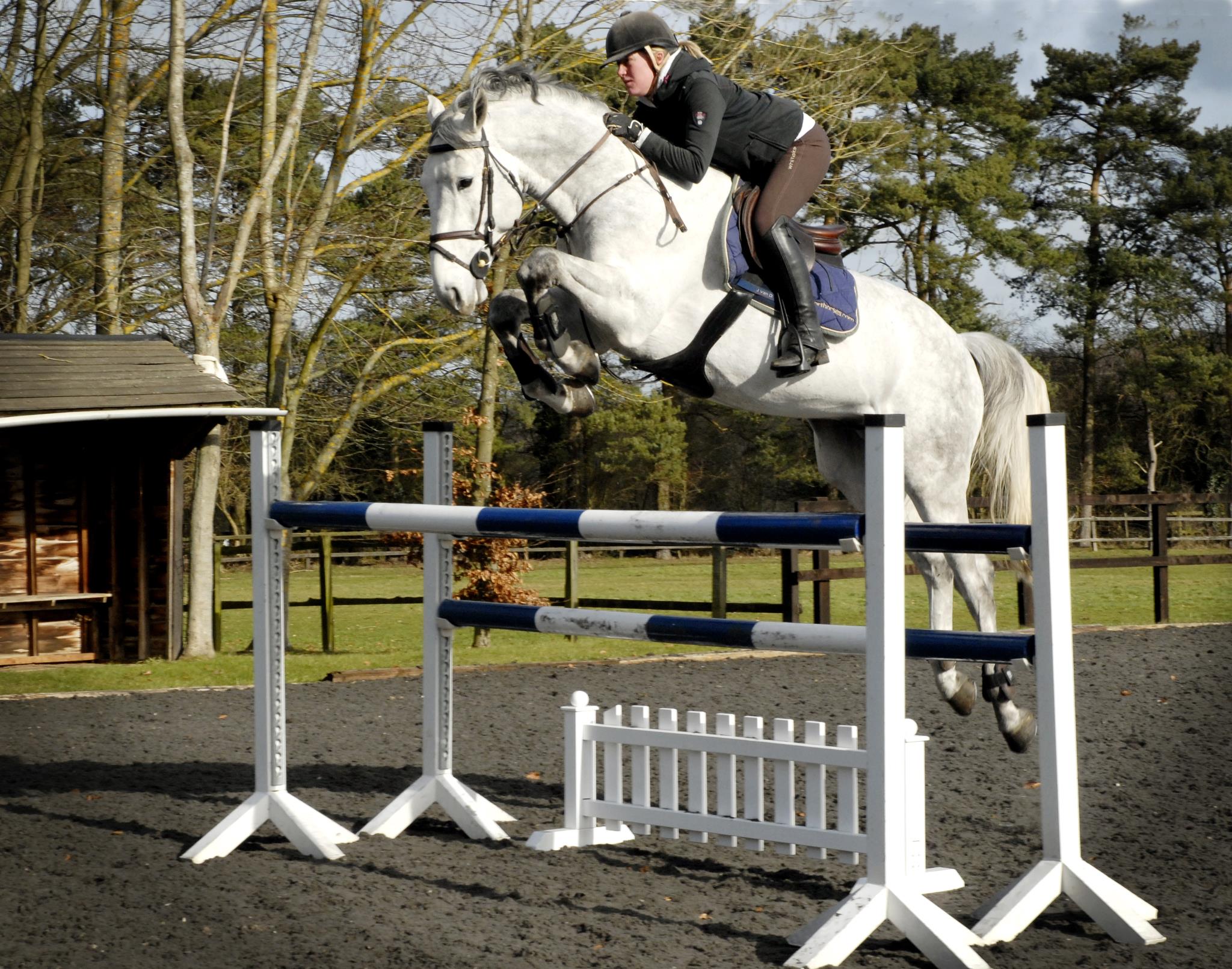 Nikki Freeman Showjumper